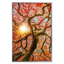 Acrylic Framed Autumn Tree Pictures (Set of Three)