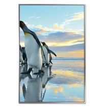 Acrylic Framed Penguin March Pictures (Set of Three)