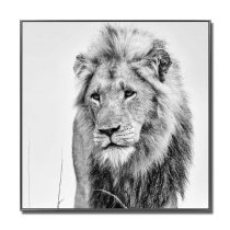 Cursa Golden Lion Black And White Picture Glass Wall Art